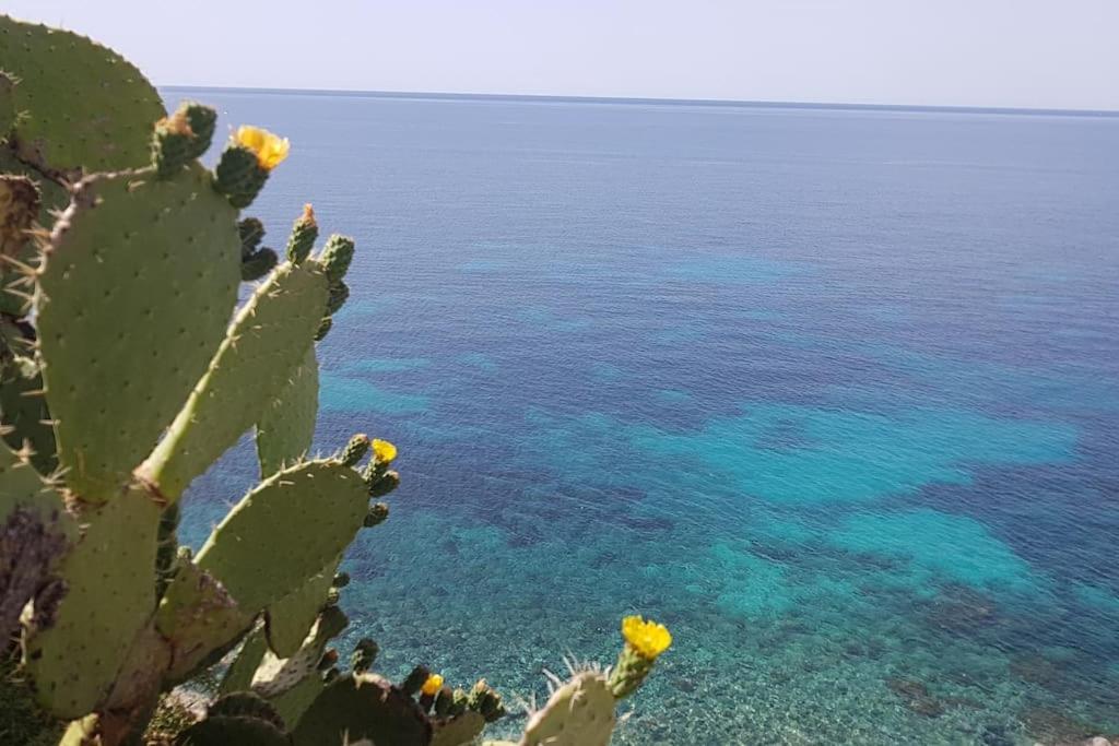 Giardino Mediterraneo Lacco Ameno  Esterno foto